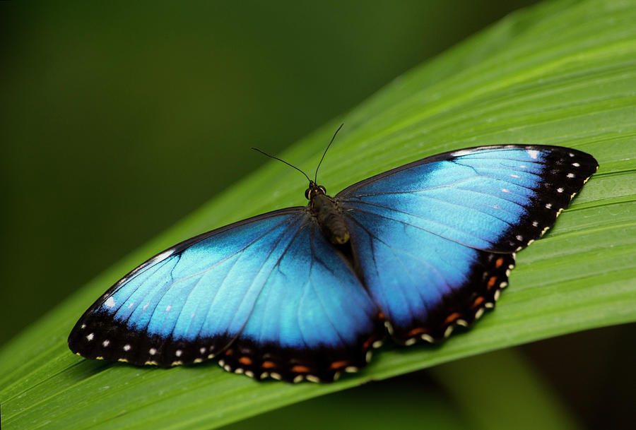 Open Wings Morpho Butterfly On Leaf by Kryssia Campos