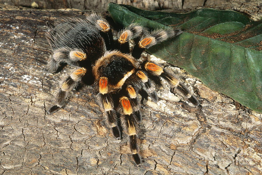 Orange-knee Tarantula by Gregory G. Dimijian, M.D.
