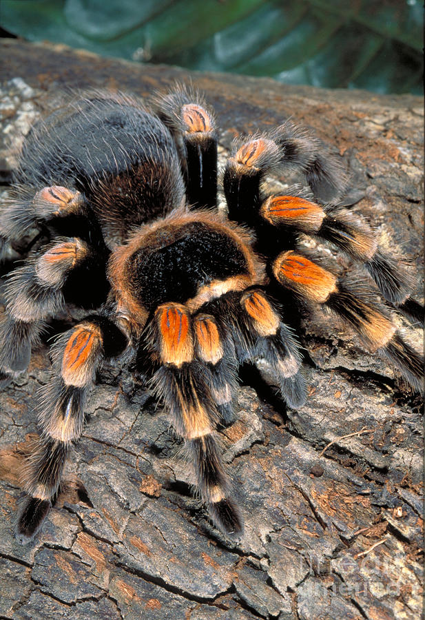 Orange-knee Tarantula by Gregory G. Dimijian