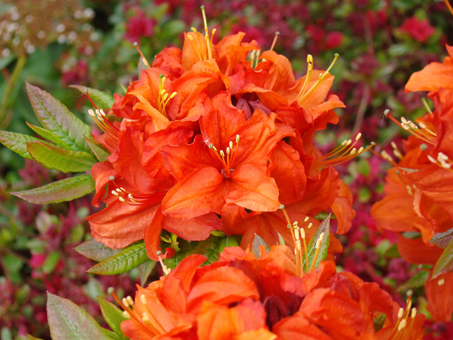 schneckenschutz für topfpflanzen Schneckenkragen grün – groß – My Cottage Garden main image 1