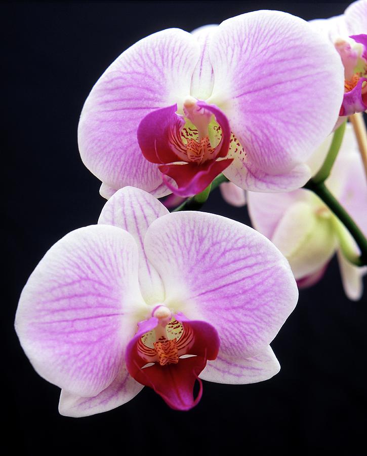 Orchid (phalaenopsis 'spanish Melody') by Neil Joy / Science Photo