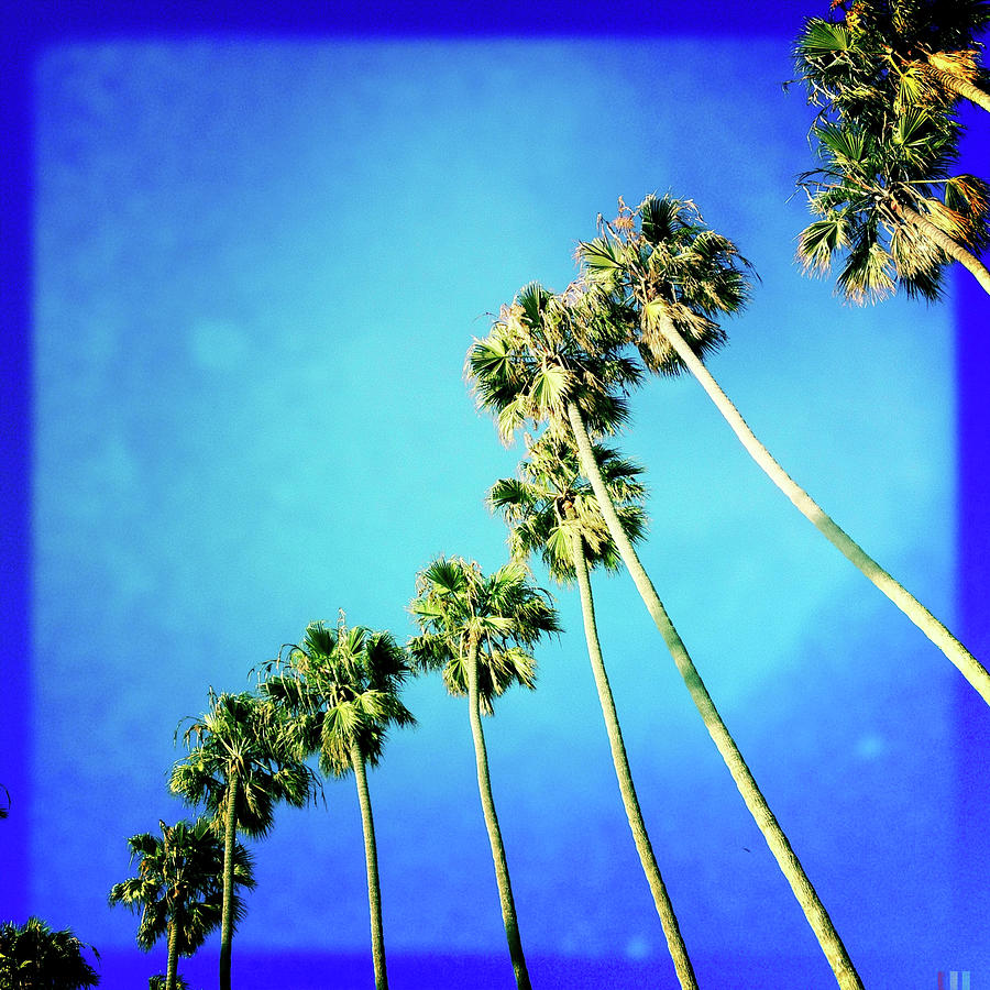 Palm Trees By Denise Taylor 