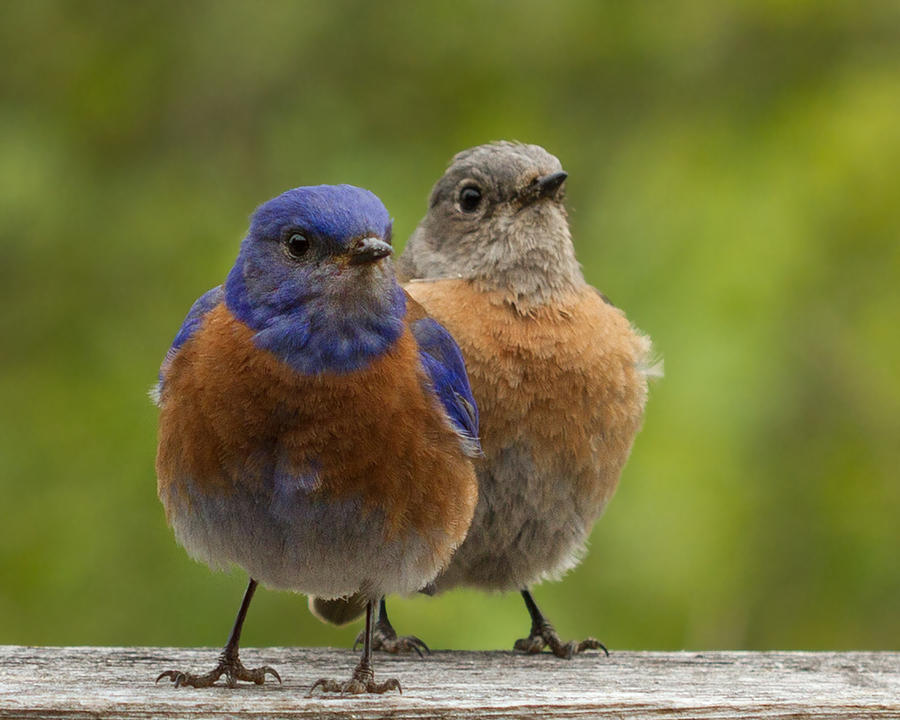 Pair of Colorful Birds Perched Photograph - Pals by Jean Noren