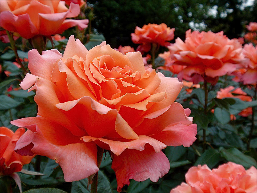 Vibrant Orange Roses in Bloom Photograph - Peach Roses by Rona Black