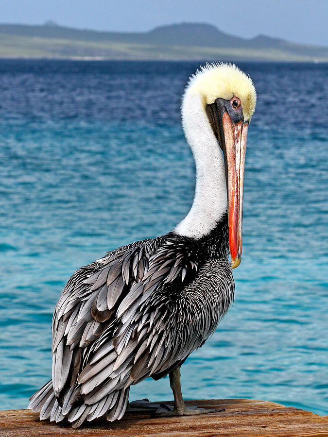 Pelican by the Ocean Photograph - Pelican Portrait by Jean Noren
