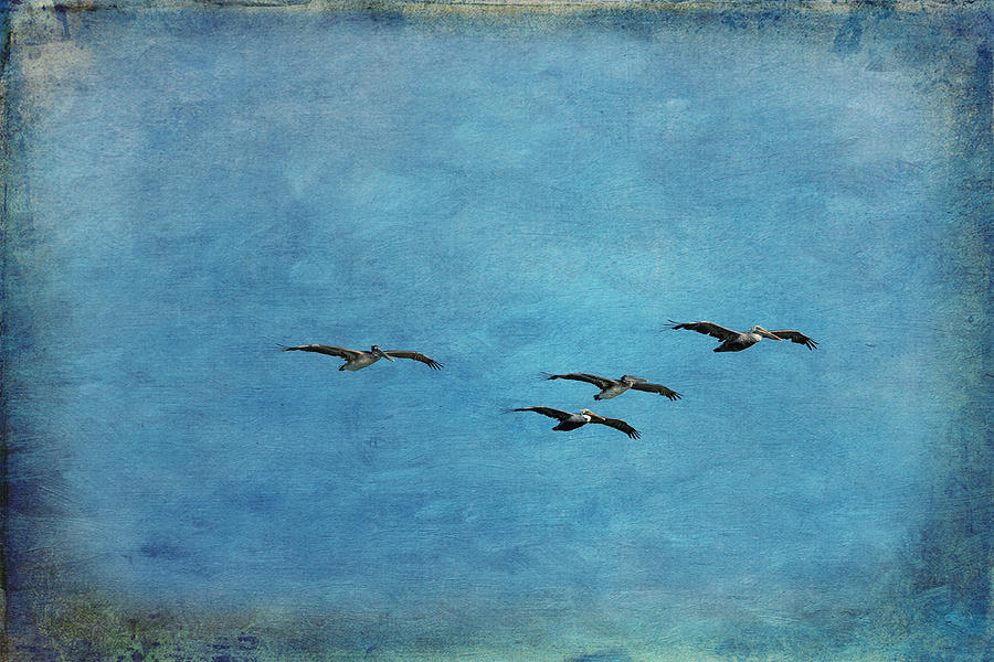 Pelicans Soaring in Blue Sky Photograph - Pelicans In Flight by Mary Jo Allen