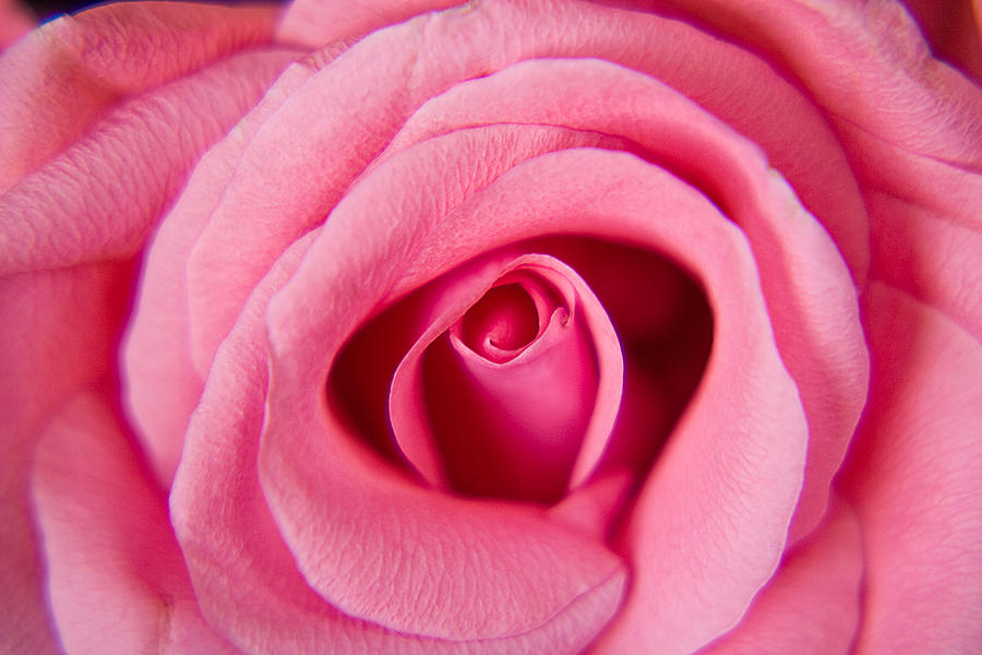 Perfect Pink Rose Photograph by Lisa Chorny