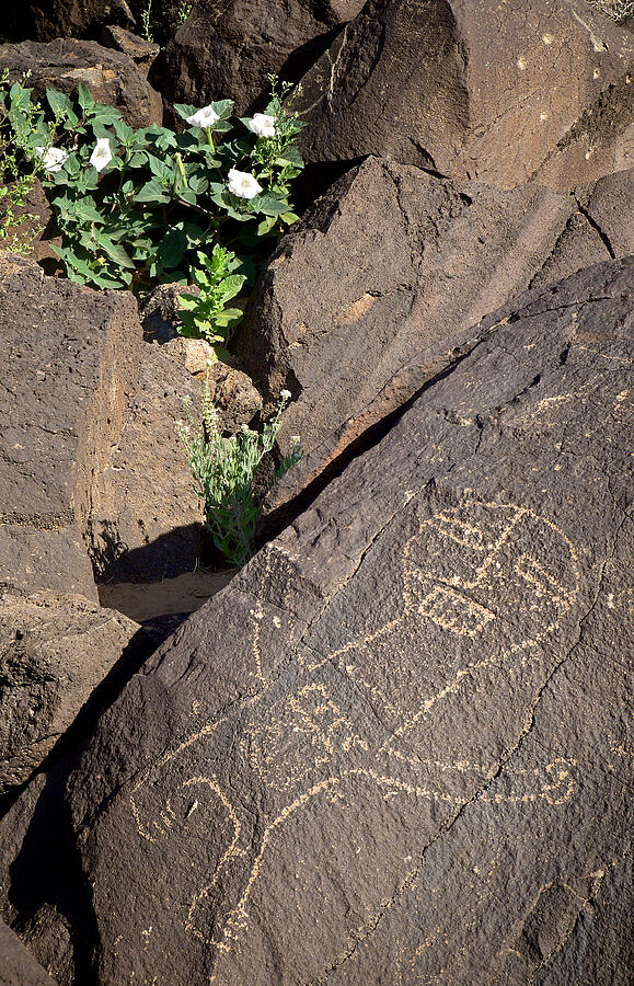 Ancient Petroglyph on Rocky Surface Photograph - Petroglyph and Sacred Datura - Petroglyph National Monument by Mary Lee Dereske