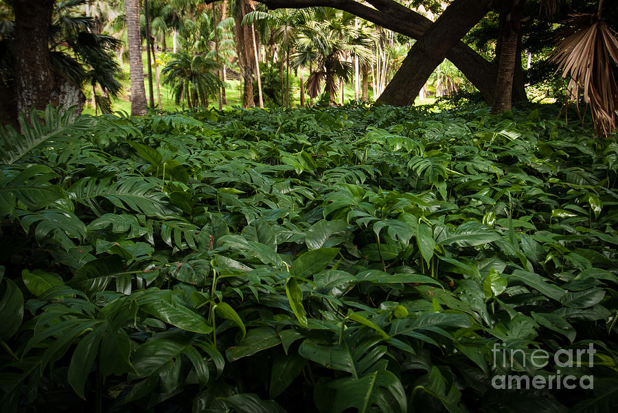 Philodendron Covering Photograph by Blake Webster