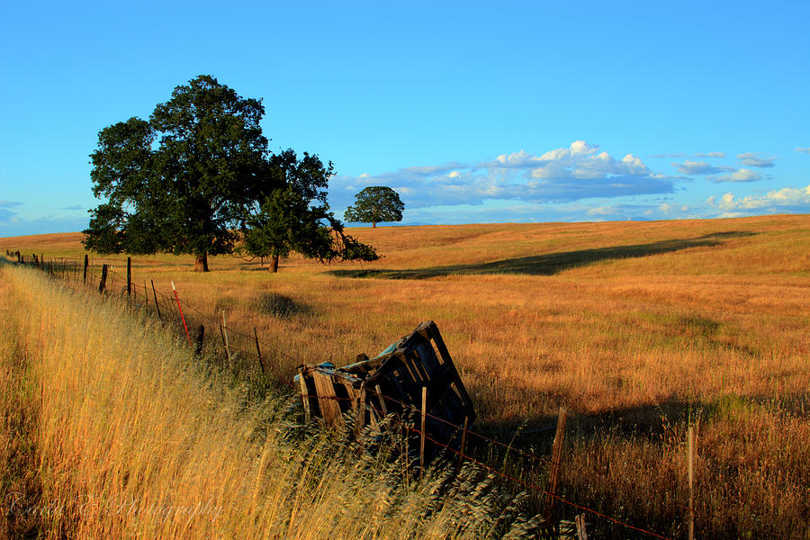 Plains Creek Bottom Photograph by Carla E