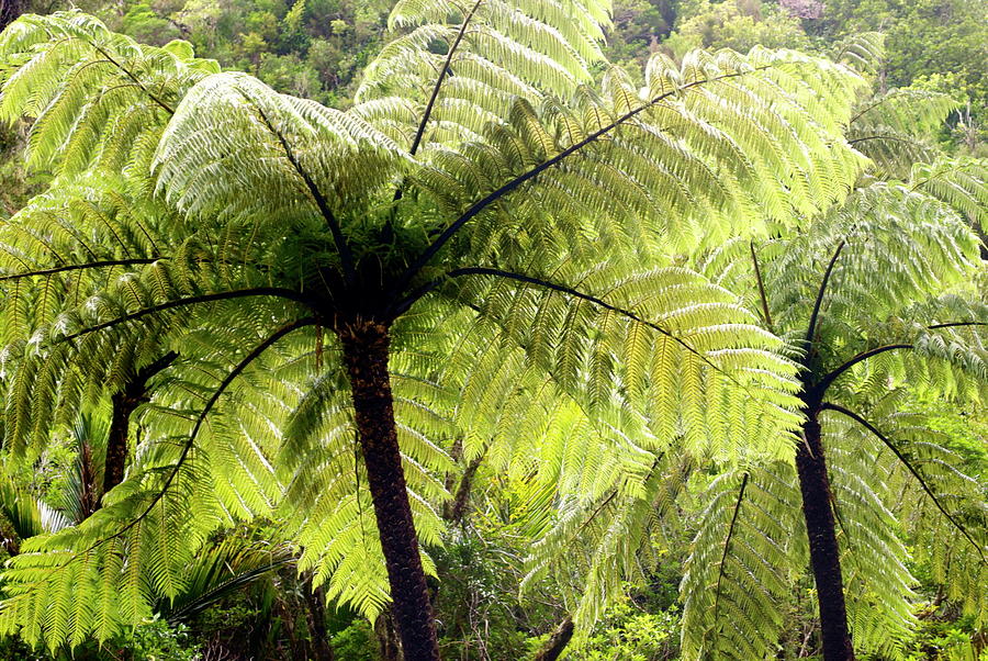 schdlinge kentia palme Howea Forsteriana - Kentia-Palme - 24cm
