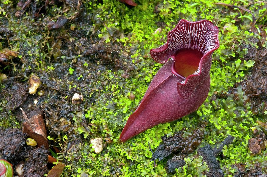 Purple Pitcher Plant by Philippe Psaila / Science Photo Library