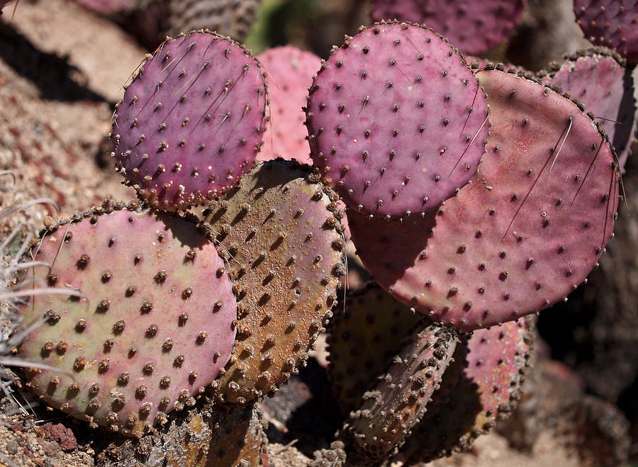Purple Prickly Pear Cactus by Rona Black