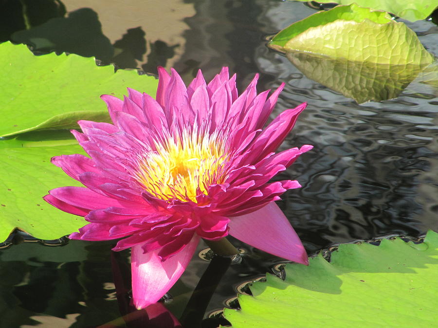 Purple Water Lily Photograph by Richard Reeve