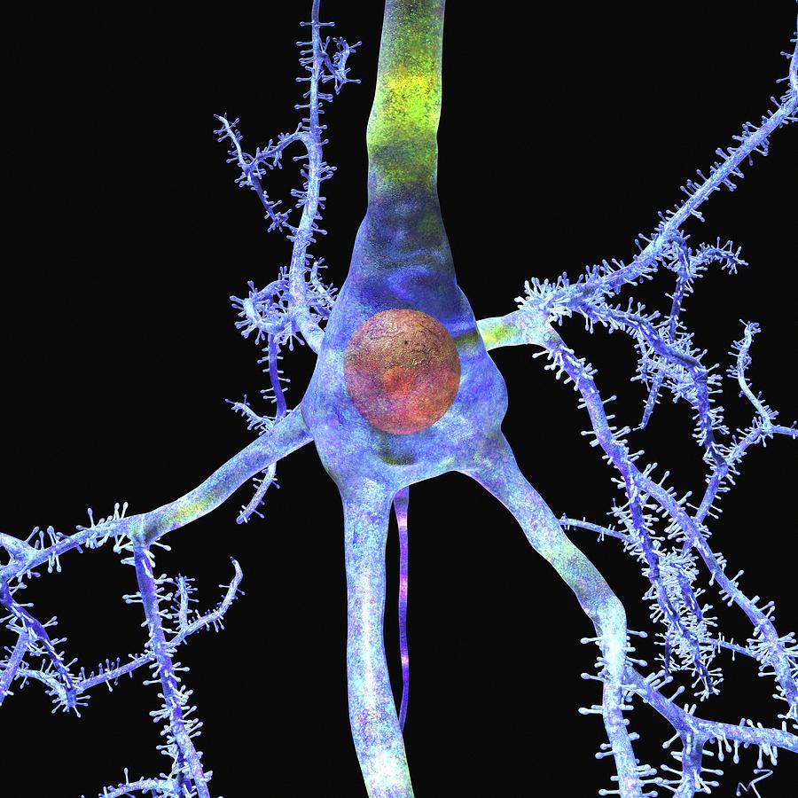 Pyramidal Cell In The Brain by Russell Kightley / Science Photo Library