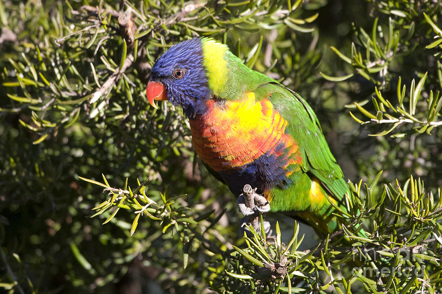 Rainbow Lorikeet Photograph by Steven Ralser
