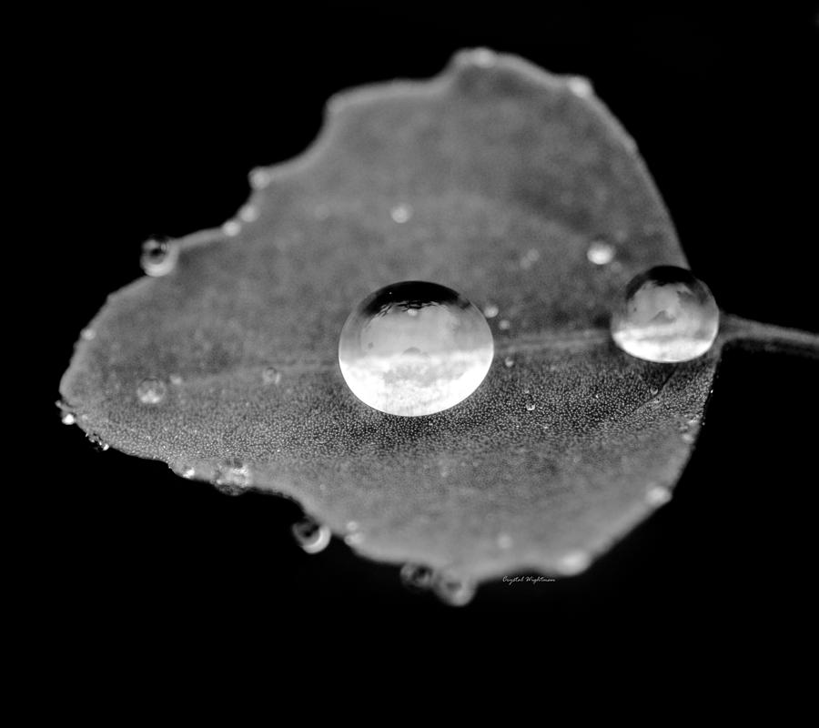 Raindrop on a leaf Photograph by Crystal Wightman