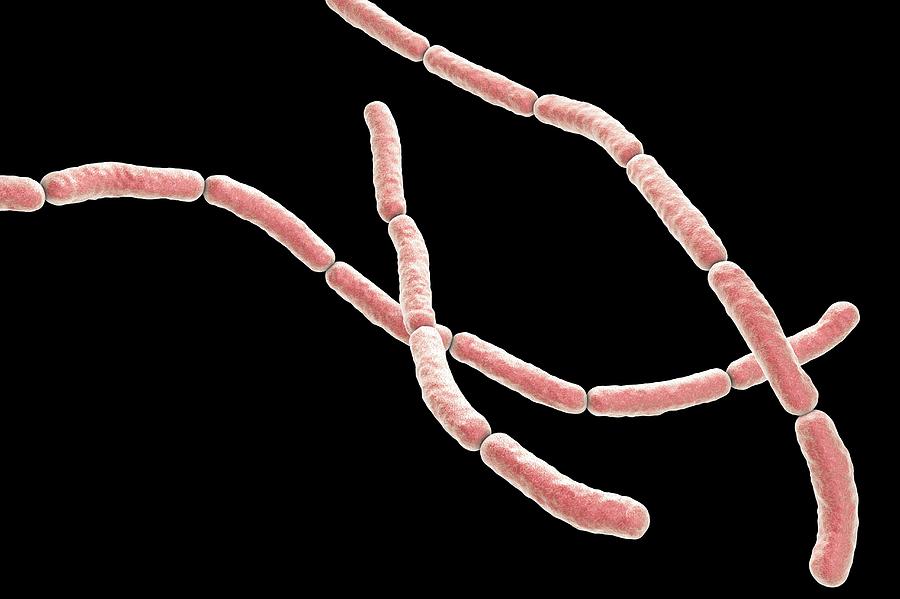 Rat Bite Fever Bacteria by Kateryna Kon / Science Photo Library
