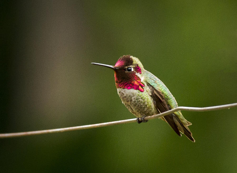 Ready to zoom Photograph by Jean Noren