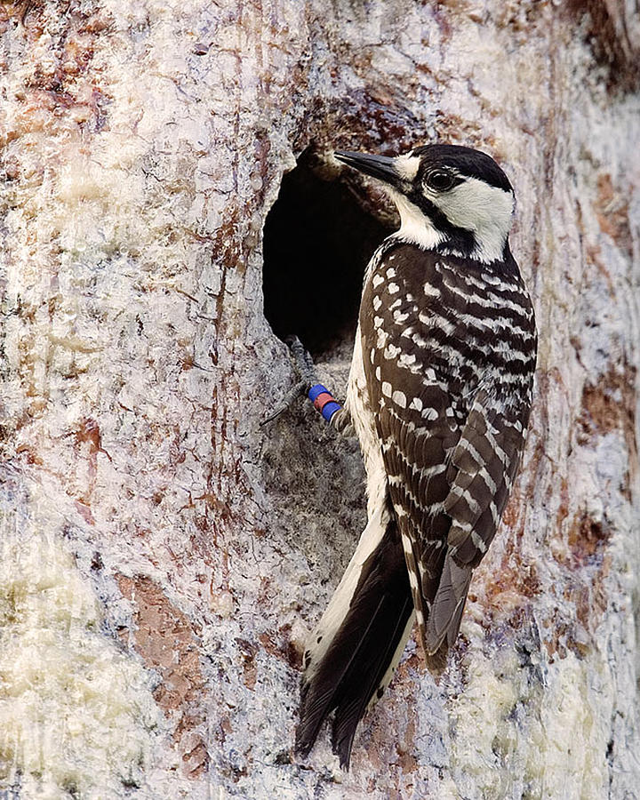 Red Cockaded Woodpecker Photograph by Jim E Johnson