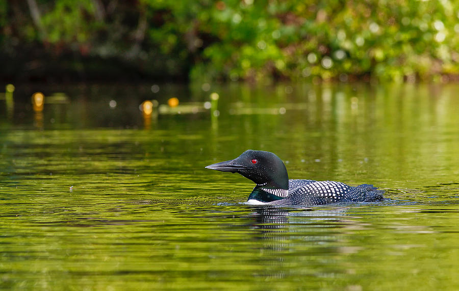 Red Eye Common Loon Photograph by Jeff Sinon