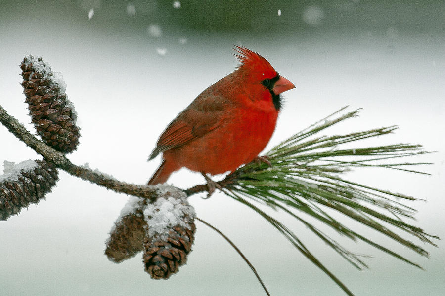 Red on white Photograph by Jim E Johnson