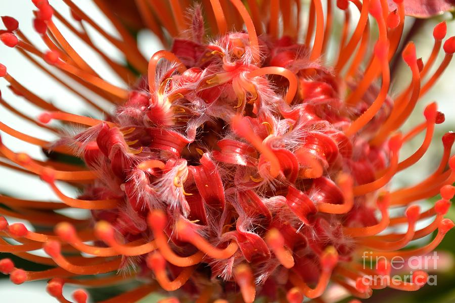 Red Pincushion Close Up Photograph by Scott Lyons