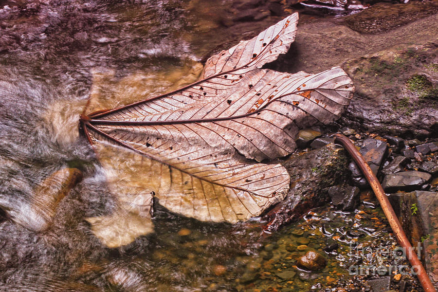 Reflections of Nature Photograph by Mary Lou Chmura
