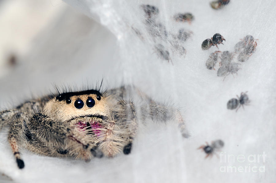 Regal Jumping Spiderlings And Mother by Scott Linstead