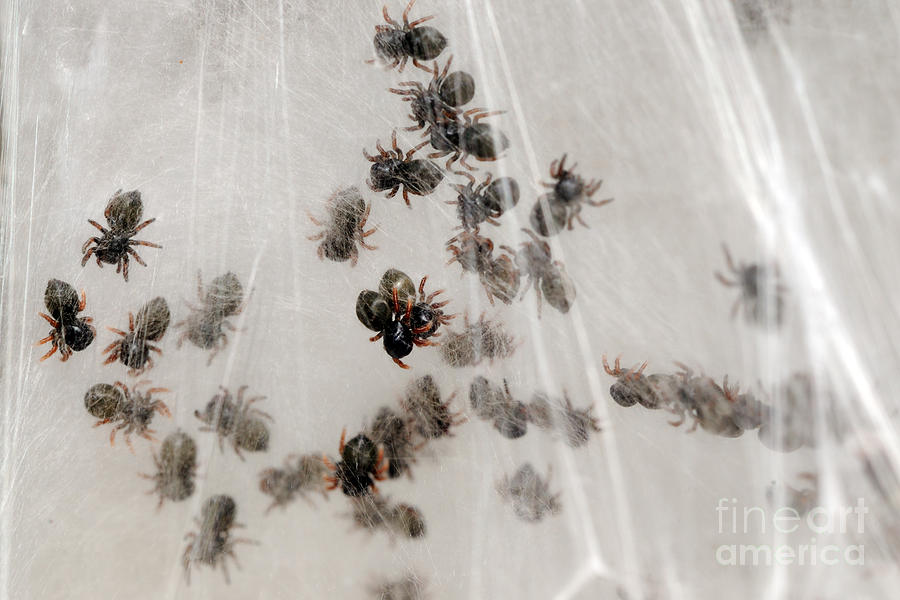 Regal Jumping Spiderlings by Scott Linstead