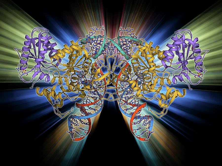 Retroviral Intasome Molecule by Laguna Design / Science Photo Library