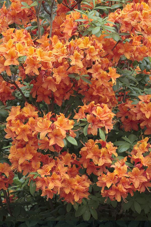 Rhododendron 'Golden Eagle' by Geoff Kidd / Science Photo Library