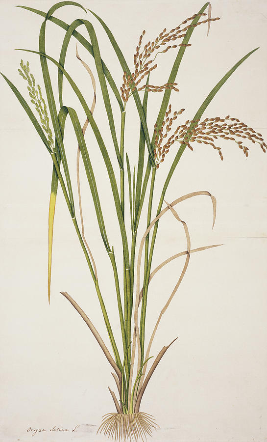 Rice (oryza Sativa) by 
