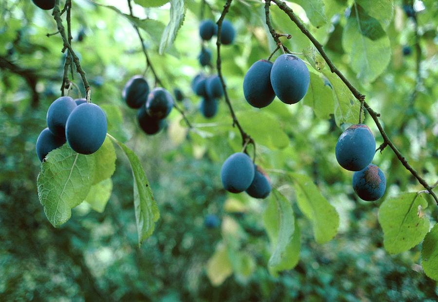Ripe Damsons (prunus Instita) by Vaughan Fleming / Science Photo Library