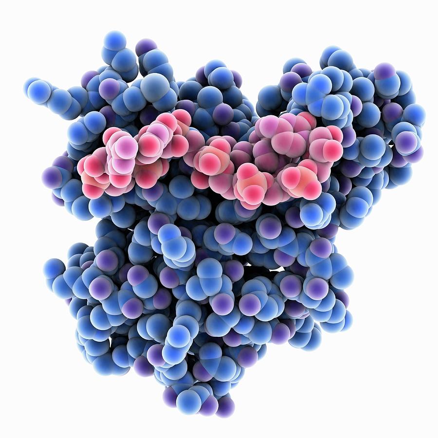 Rna Complexed With Yth Domain by Laguna Design / Science Photo Library