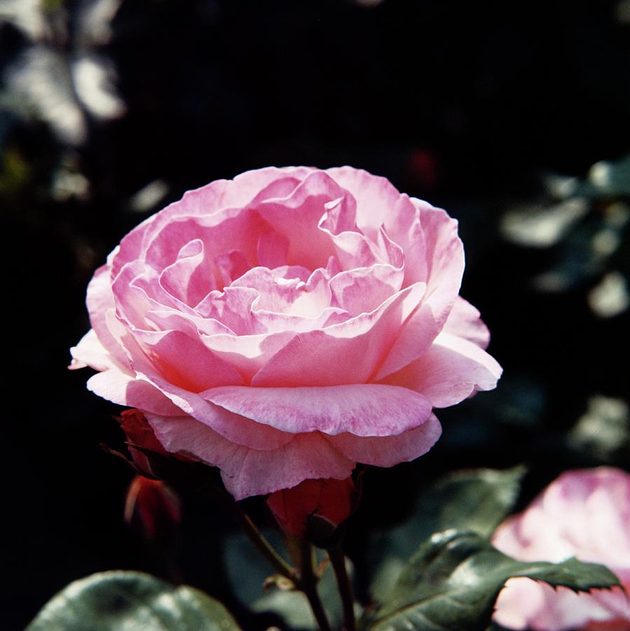 Rosa The Queen Elizabeth by Science Photo Library