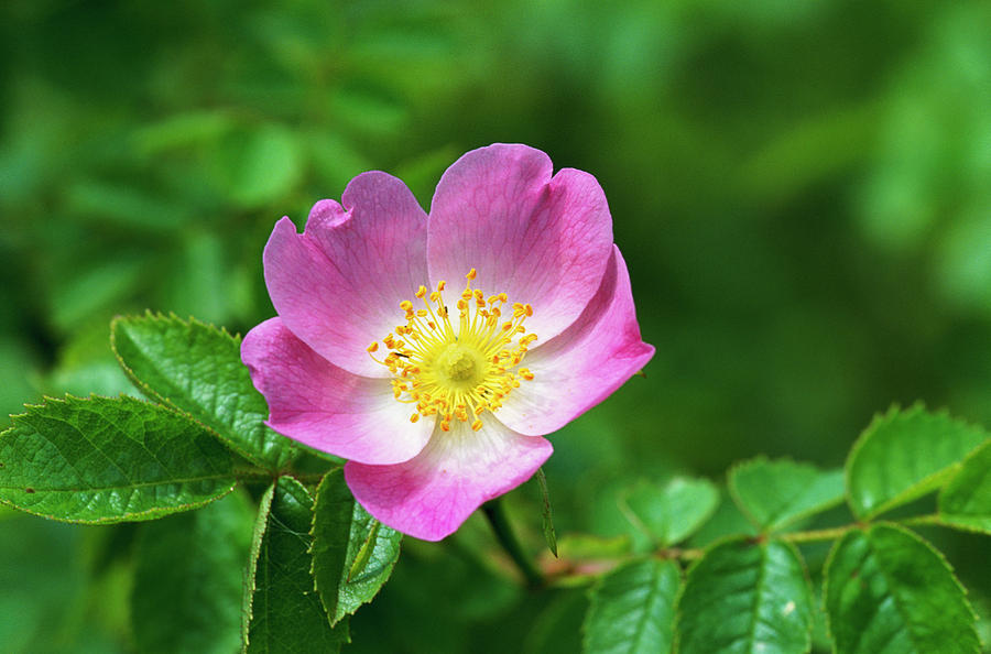 Rose 'sweet Briar' Flower by Leslie J Borg / Science Photo Library