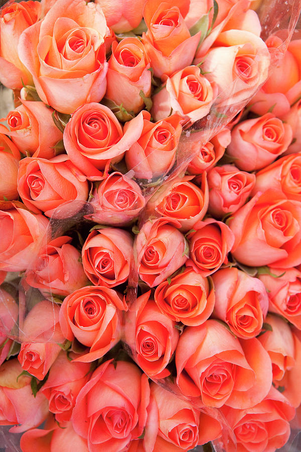 完売‼️ ALL ROSES LIVING PROOF Dash  Roses For Sale In A Florist by Owen Franken