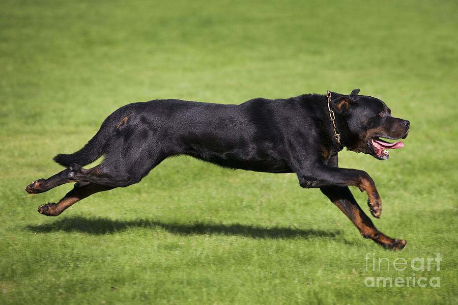 Rottweiler Running by Johan De Meester