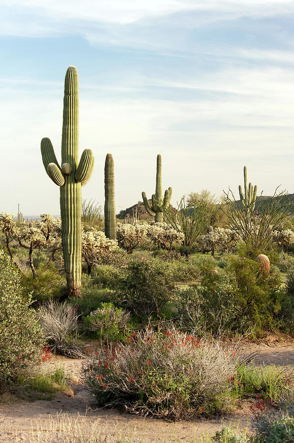Saguaro Cactus, Arizona,usa by Brian Stablyk