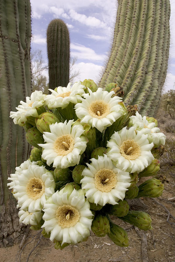 Saguaro Cactus Blossoms by Craig K. Lorenz
