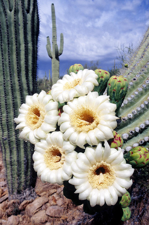 Saguaro Cactus Flowers by Craig K. Lorenz