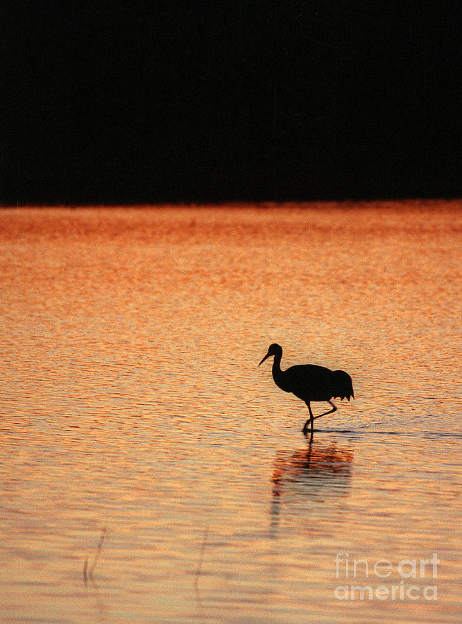 Sandhill Crane Photograph by Steven Ralser