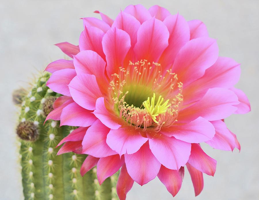 cactus cream Cactus Comfort Silky Barrier Cream main image 1