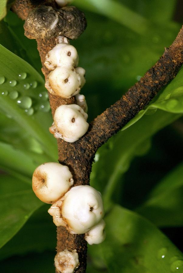 Longan Scale Insect Scale Insects by Philippe Psaila / Science Photo Library