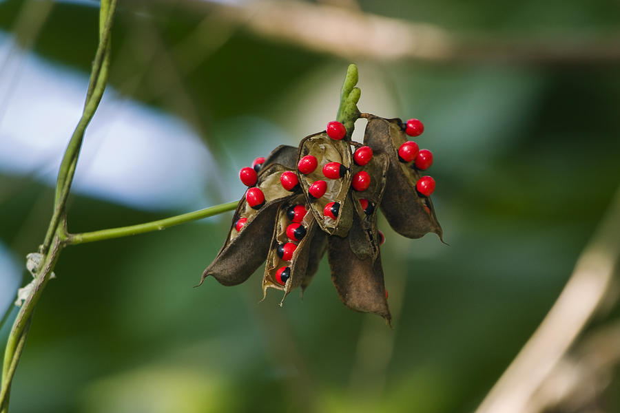 Seeds Of A Tropical Plant India by Konrad Wothe