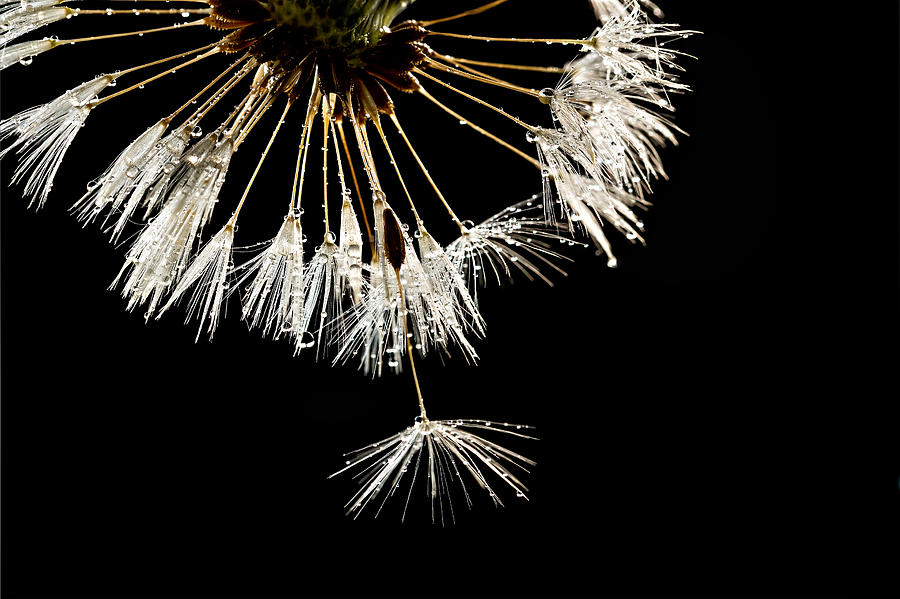 Dandelion Seeds with Water Droplets Photograph - Seeking Freedom by Mary Jo Allen