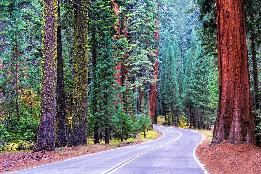 Sequoia Hwy Photograph by Beth Sargent