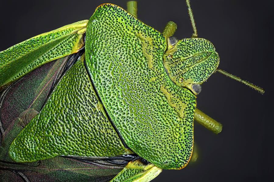 Silenced Bug Shield Bug by Frank Fox / Science Photo Library