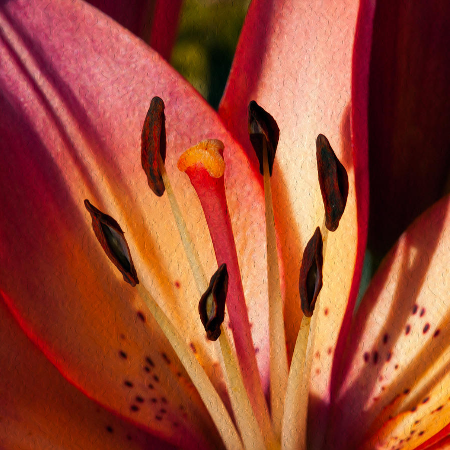 Shy Pink Lily Painting by Omaste Witkowski